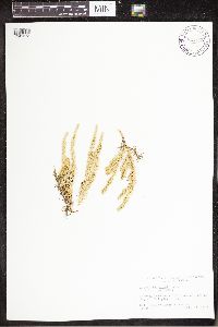 Spinulum annotinum subsp. annotinum image