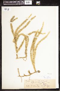 Spinulum annotinum subsp. annotinum image