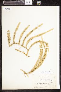 Spinulum annotinum subsp. annotinum image