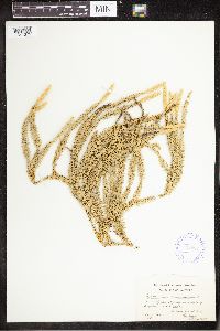 Spinulum annotinum subsp. annotinum image