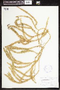 Spinulum annotinum subsp. annotinum image