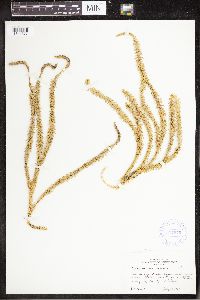 Spinulum annotinum subsp. annotinum image