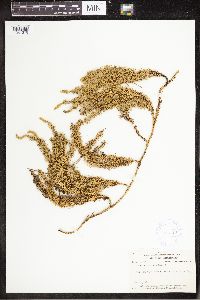 Spinulum annotinum subsp. annotinum image