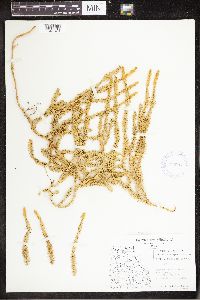 Spinulum annotinum subsp. annotinum image