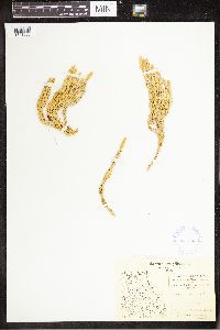 Spinulum annotinum subsp. annotinum image