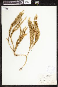 Spinulum annotinum subsp. annotinum image