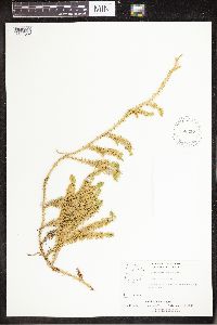 Spinulum annotinum subsp. annotinum image