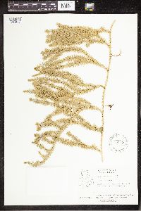 Spinulum annotinum subsp. annotinum image