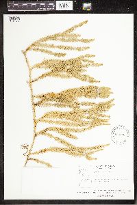 Spinulum annotinum subsp. annotinum image