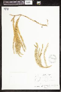 Spinulum annotinum subsp. annotinum image