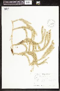 Spinulum annotinum subsp. annotinum image