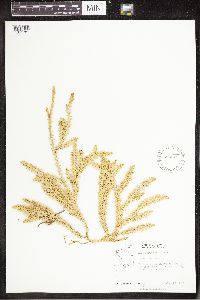 Spinulum annotinum subsp. annotinum image