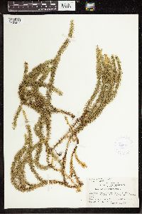 Thumbnail image of current specimen