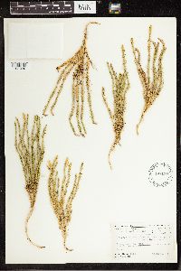 Thumbnail image of current specimen