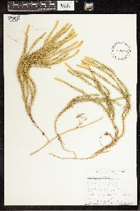 Thumbnail image of current specimen