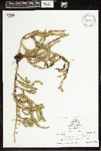 Thumbnail image of current specimen