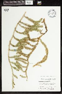 Thumbnail image of current specimen