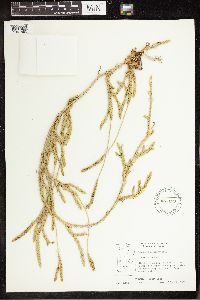 thumbnail image of current specimen