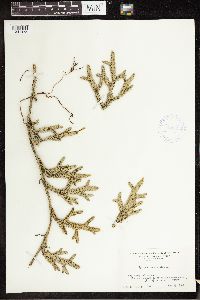 Lycopodium clavatum image