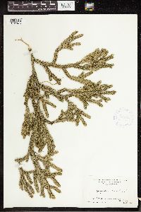 Lycopodium clavatum image