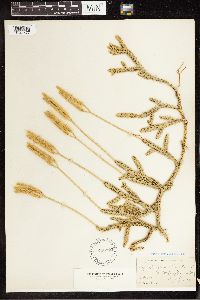 Lycopodium clavatum image