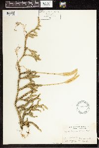 thumbnail image of current specimen