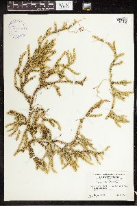 Lycopodium clavatum image