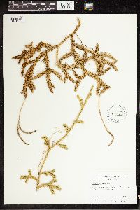 Lycopodium clavatum image