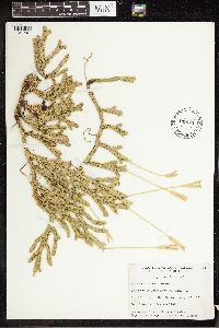 Lycopodium clavatum image