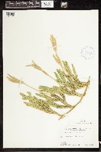 Lycopodium clavatum image