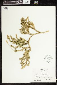 Lycopodium clavatum image