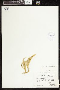 Lycopodium clavatum image