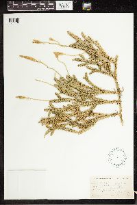 Lycopodium clavatum image