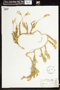 Lycopodium clavatum image