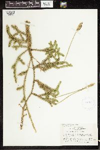 thumbnail image of current specimen
