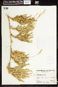 Lycopodium clavatum image