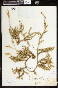 Lycopodium clavatum image