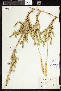 Lycopodium clavatum image