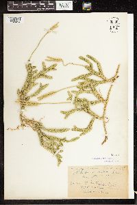 Lycopodium clavatum image