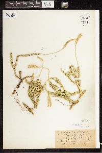 Lycopodium clavatum image