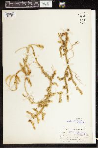 Lycopodium clavatum image