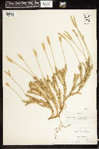 Lycopodium clavatum image