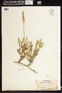 Lycopodium clavatum image