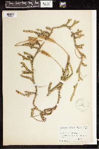 Lycopodium clavatum image