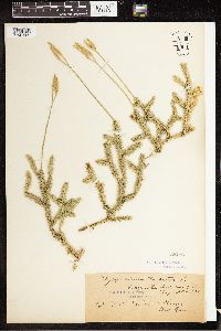 Lycopodium clavatum image
