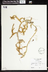 Lycopodium clavatum image