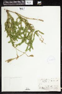 Lycopodium clavatum image