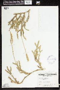 Lycopodium clavatum image