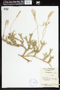 Lycopodium clavatum image