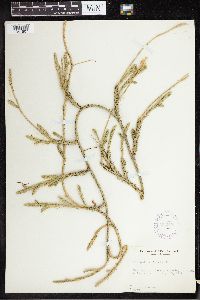 thumbnail image of current specimen